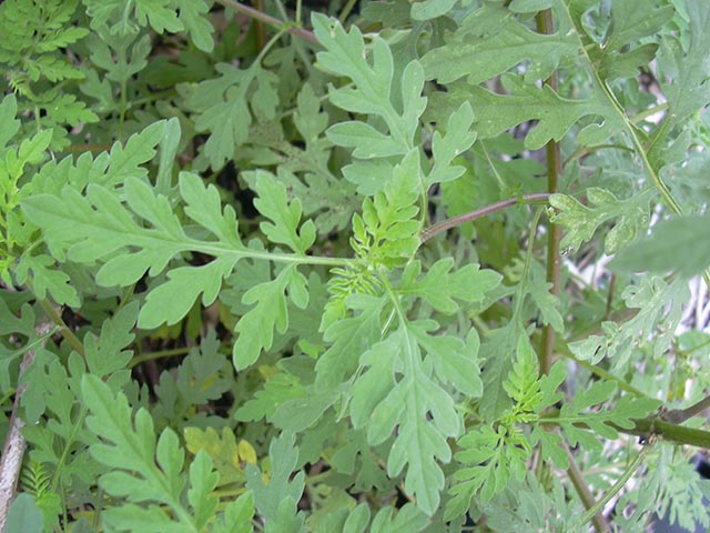花粉症は本当につらい。ブタ草とかいうマイナーな花粉症ですよ